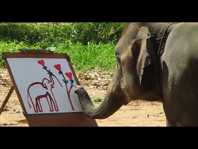 Un Elefante pintando otro Elefante / Los Videos mas Raros del Mundo 259