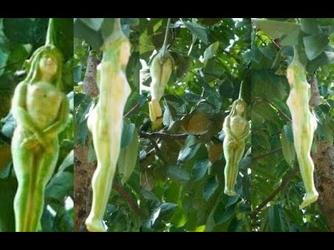 Las Frutas del Árbol de Nariphon / Los Videos mas Raros del Mundo 295